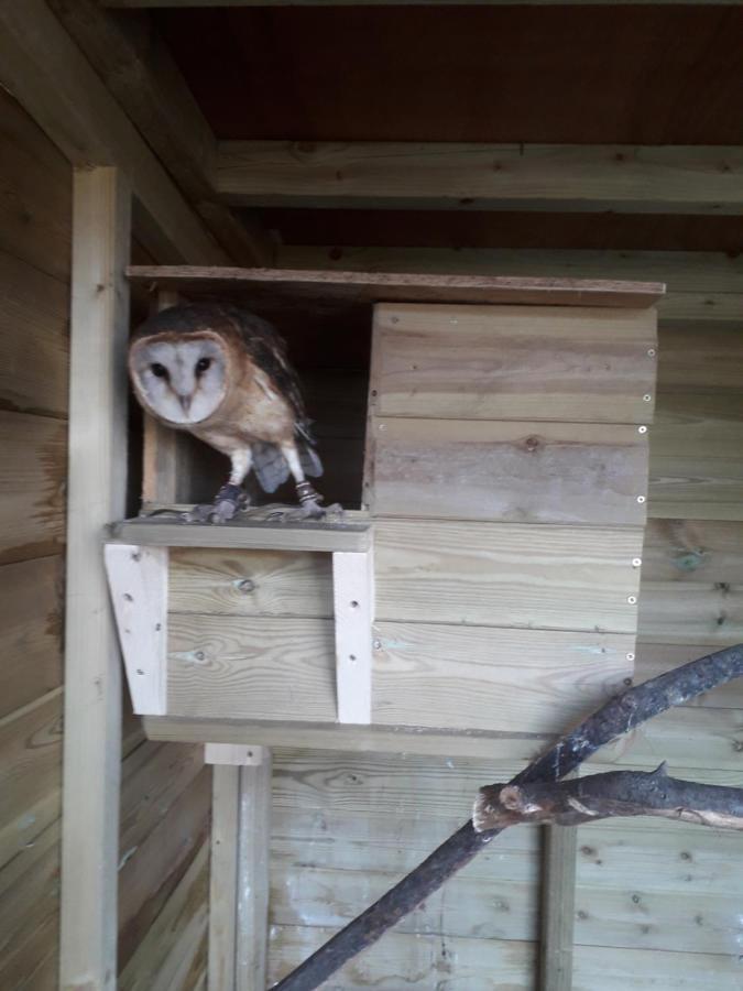 Ruby Shepherds Hut Sleeps 4 Rhayader Exterior foto